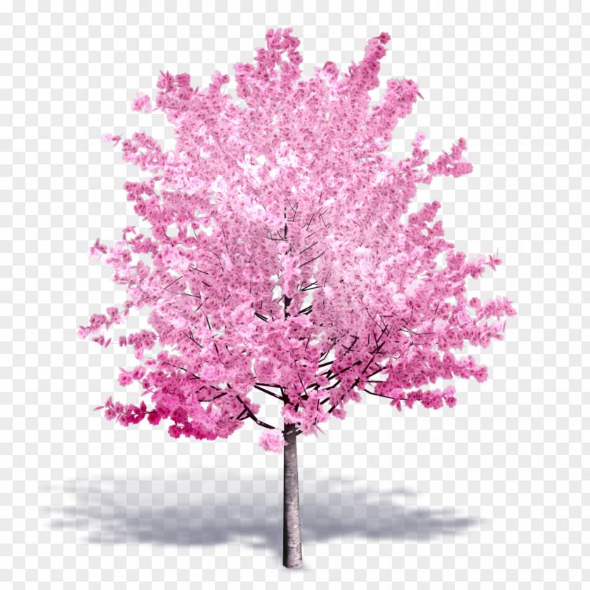 Blooming Lilies Tree Autodesk Revit Building Information Modeling Cherry Blossom .dwg PNG