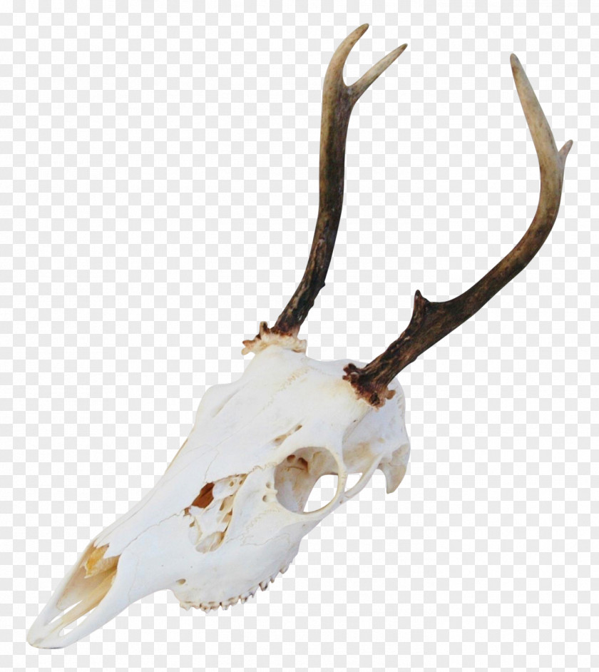 Deer Horn Antler Animal Product Bone PNG
