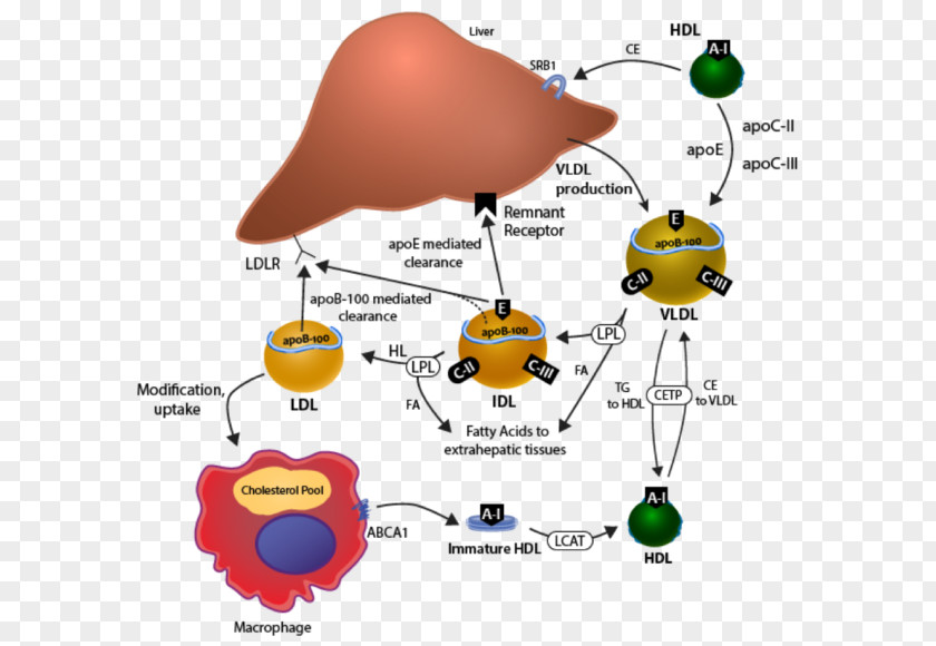 Diagram Water Cholesterol PNG