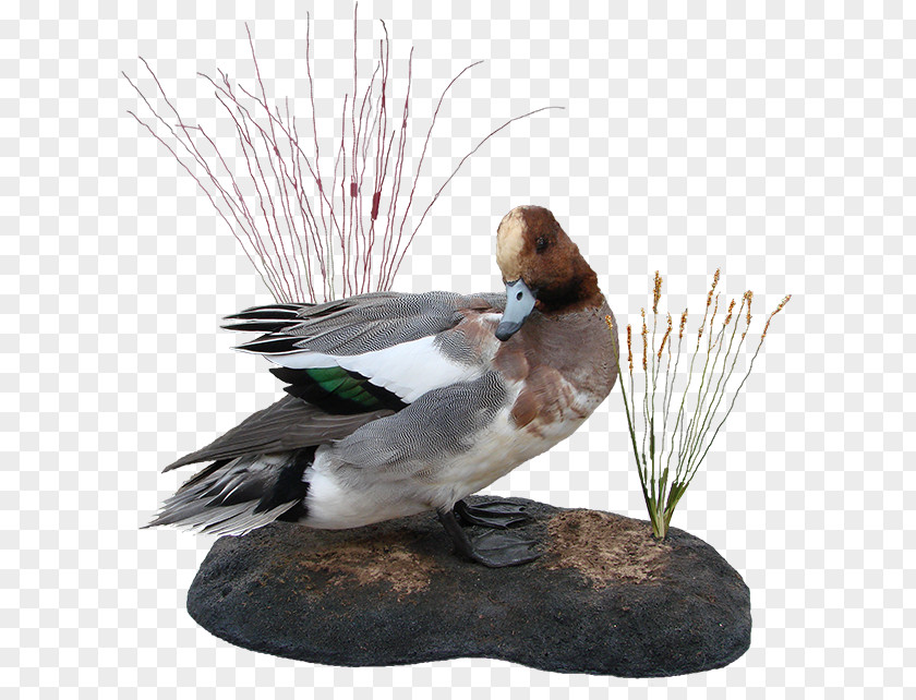 European Philosophy Arizona Taxidermy Training Beak PNG