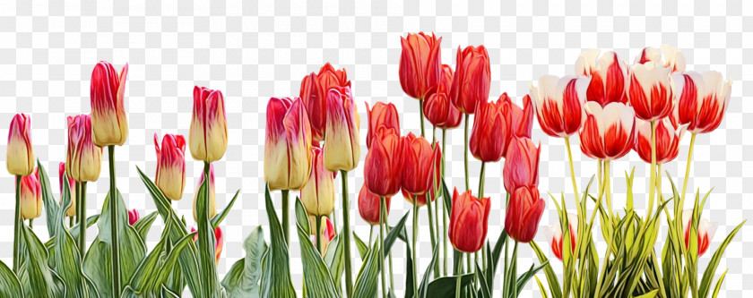 Flower Tulip Petal Plant Lady PNG