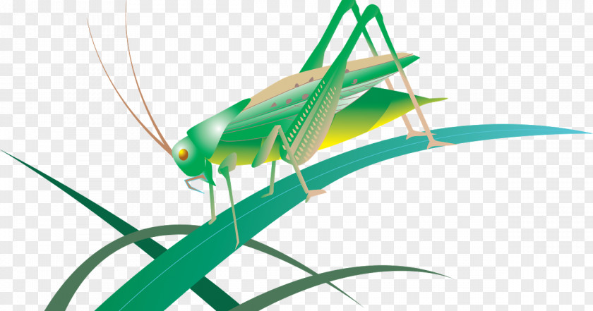 Insect Grasshopper Caelifera Locust Tettigonia Viridissima PNG
