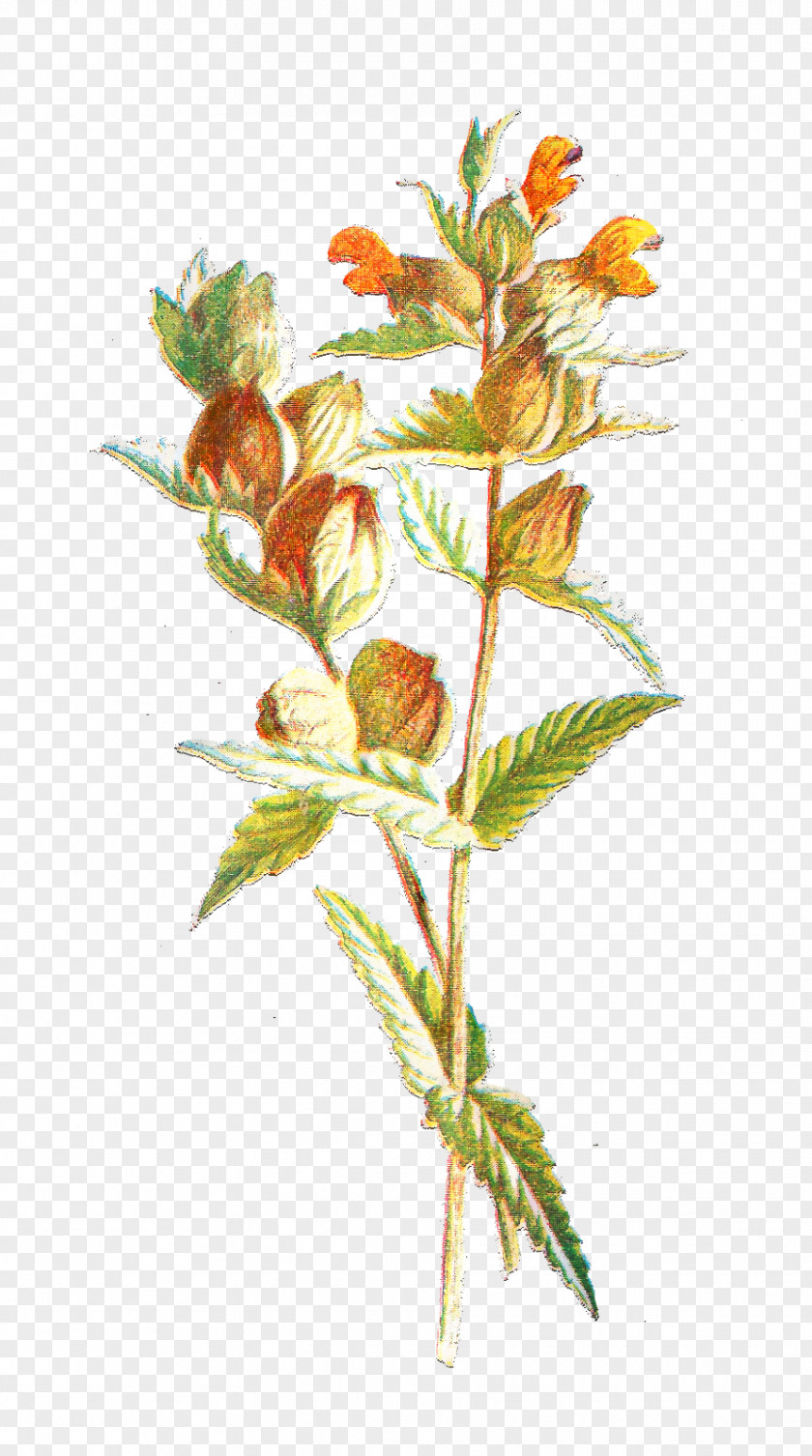 Twig Plant Stem Flowering Leaf PNG