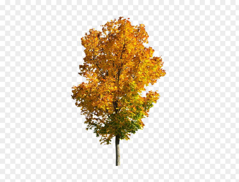 Autumn Fall Tree Image PNG