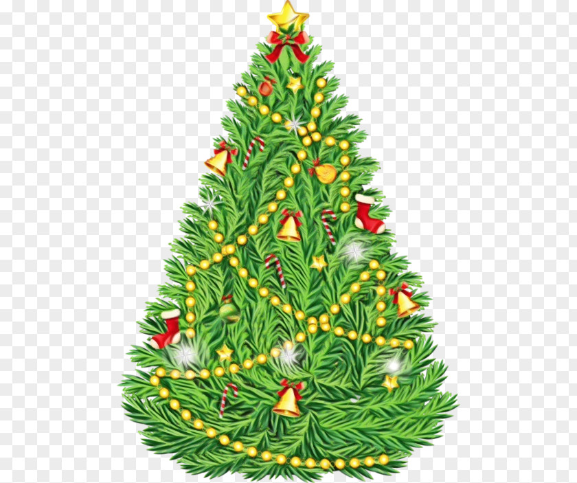 Columbian Spruce Tree Christmas PNG