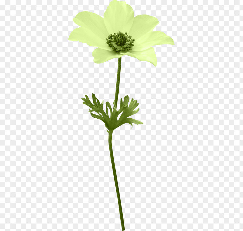 Flower Cut Flowers Anemone PNG