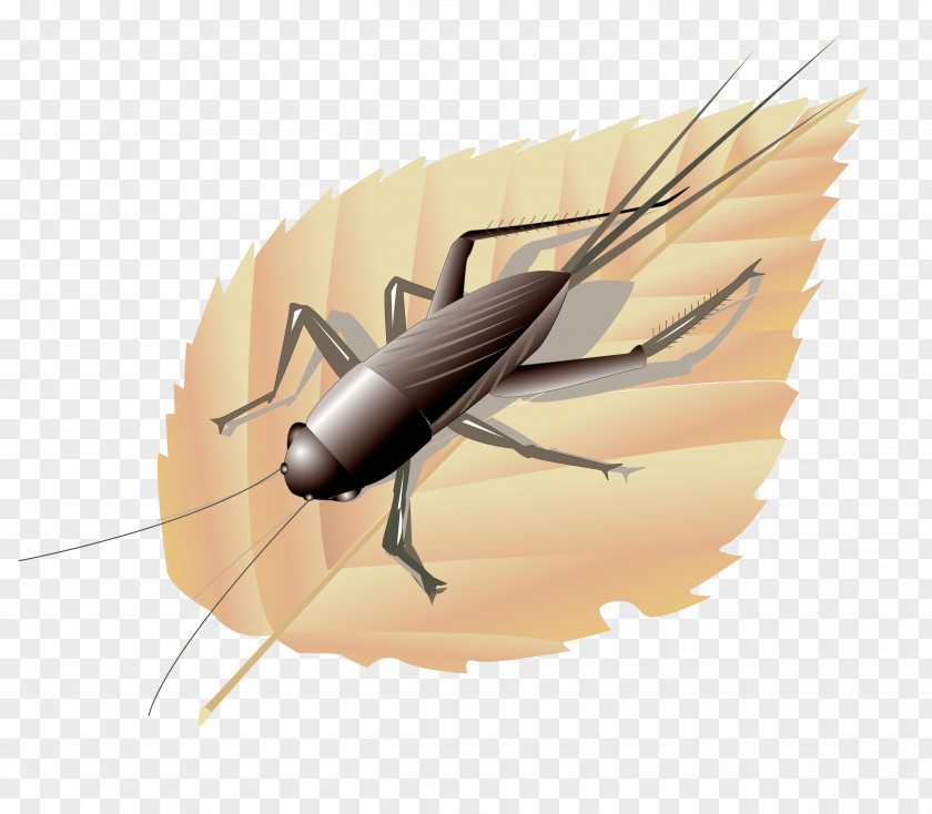 On The Leaves Of Vector Cricket Euclidean Clip Art PNG