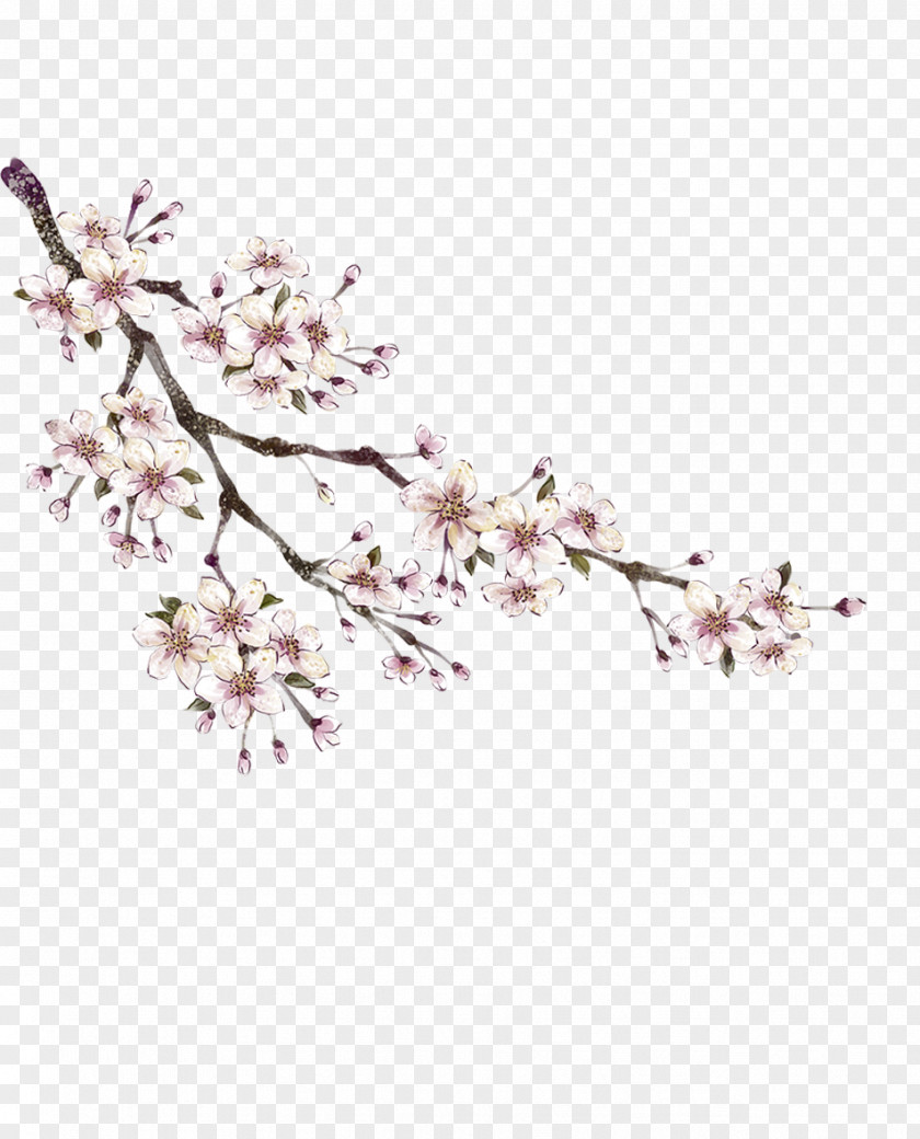 Plum Flower Common Download Peach PNG