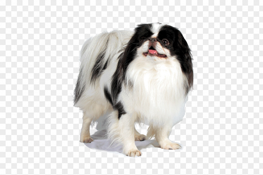 Dog Breed Japanese Chin Companion Fur Snout PNG