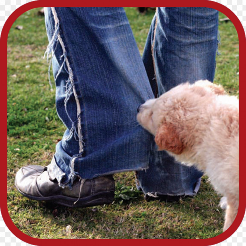 Dog Shoe Snout Google Play PNG