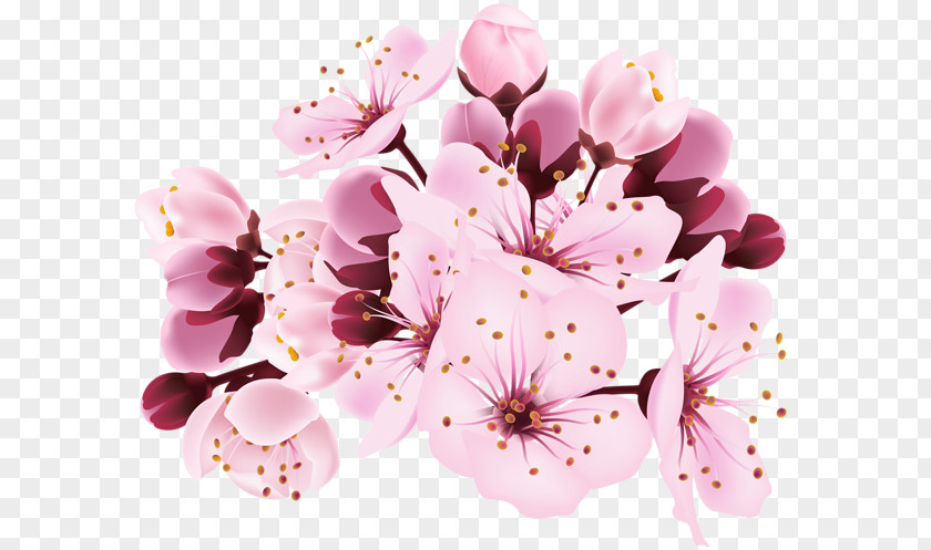 Sakura Branch Cherry Blossom Clip Art PNG