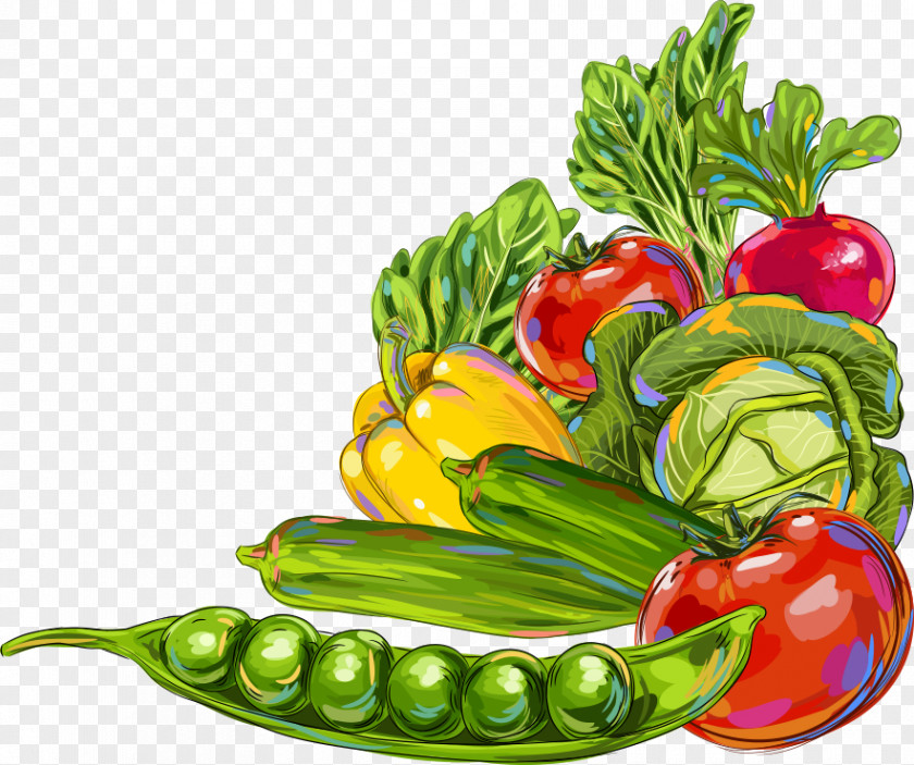 Vector Pea Tomato Vegetable Okra Fruit Illustration PNG