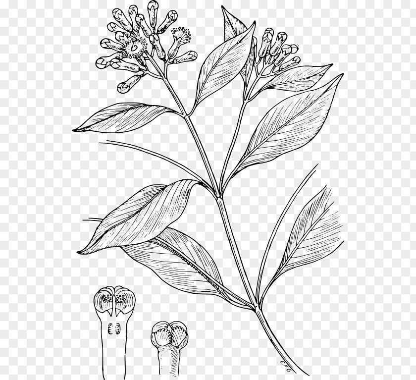 Cloves Clove Condiment Drawing Line Art Spice PNG