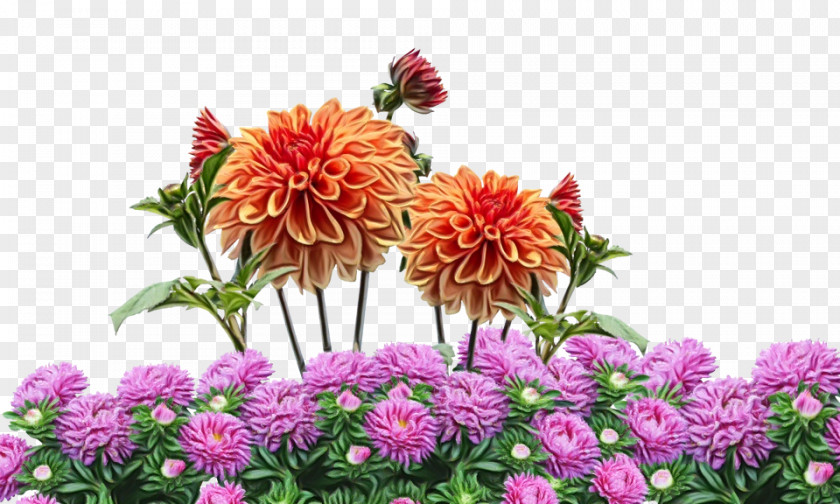 Cut Flowers Dahlia Chrysanthemum Floral Design PNG