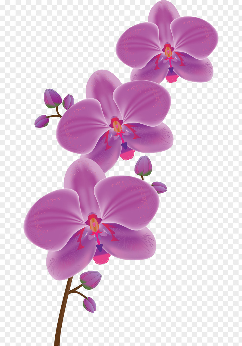 Flower Moth Orchids Tulip Clip Art PNG
