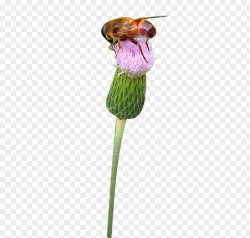Milk Jellyfish On The Bee Picture Material PNG