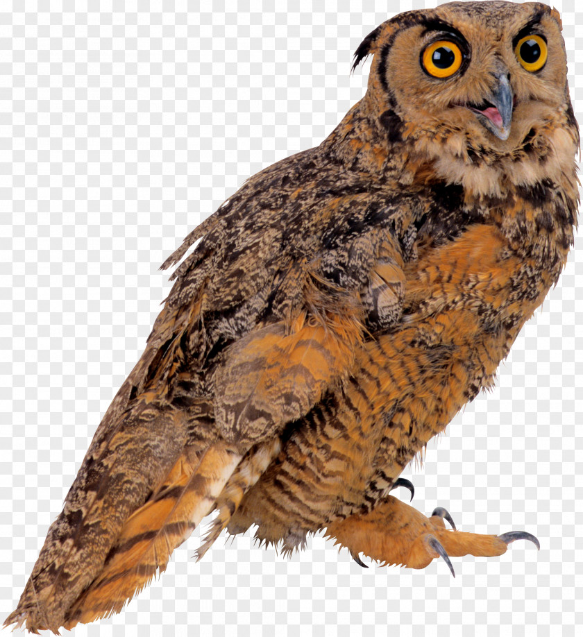 Owl Sovunya Bird True Clip Art PNG
