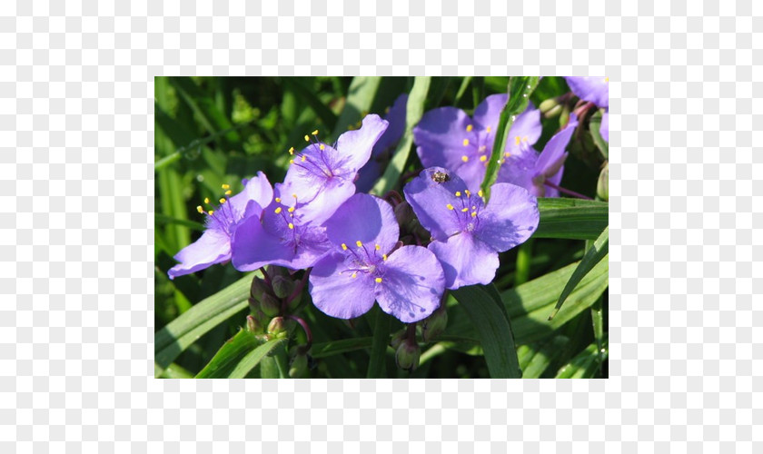 Flower Irises Virginia Spiderwort Flowering Bulbs Plant PNG