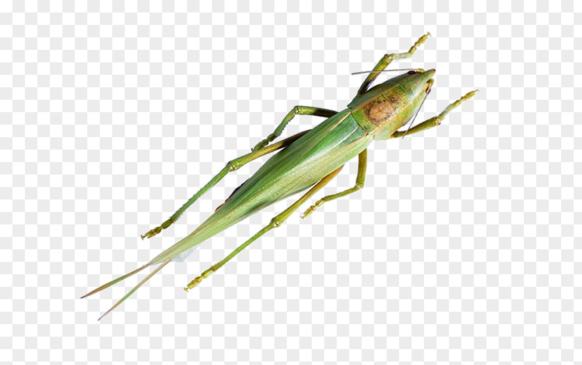 Free To Pull The Material Grasshopper Image Caelifera Insect Locust PNG