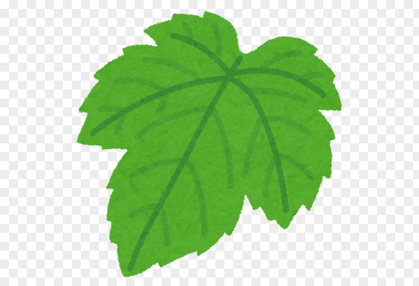 Leaf Grape Leaves いらすとや Illustrator PNG