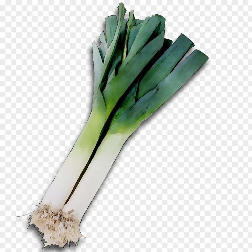 Leek Vegetable Welsh Onion Scallion PNG