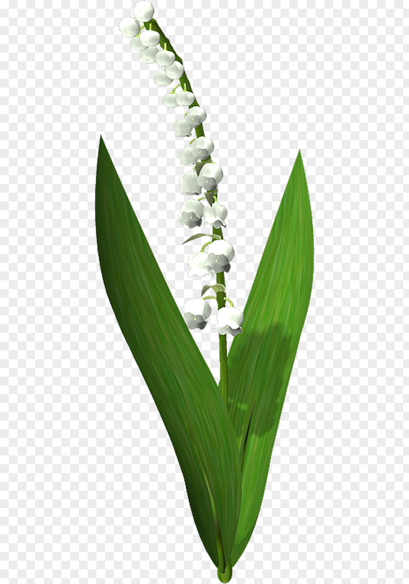 Lily Of The Valley Flower Suzu PNG