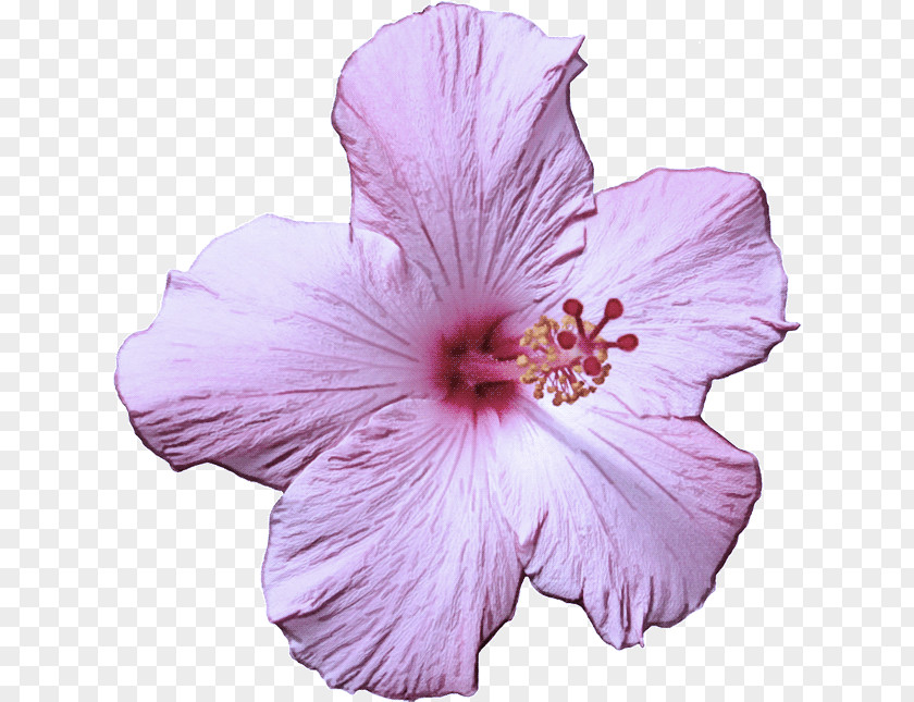 Mallow Family Plant Flower Hibiscus Flowering Petal Chinese PNG