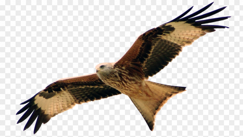 Milan Hawk Buzzard Red Kite Organisationsberatung Coaching PNG