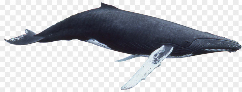 Whale Humpback Killer PNG