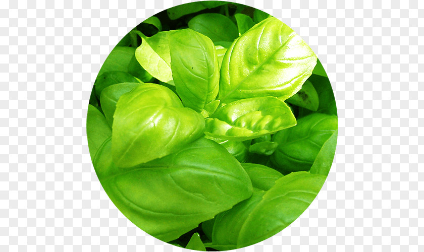 Basil Holy Herb Hydroponics Lemon PNG