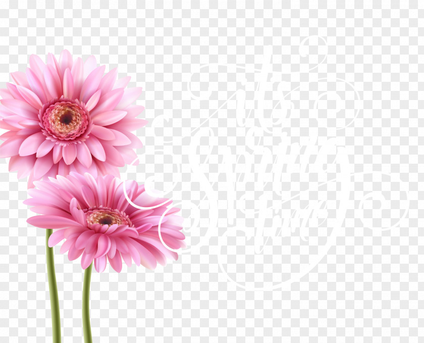 Pink Chrysanthemum Vector Greeting Card Birthday Teachers Day Illustration PNG