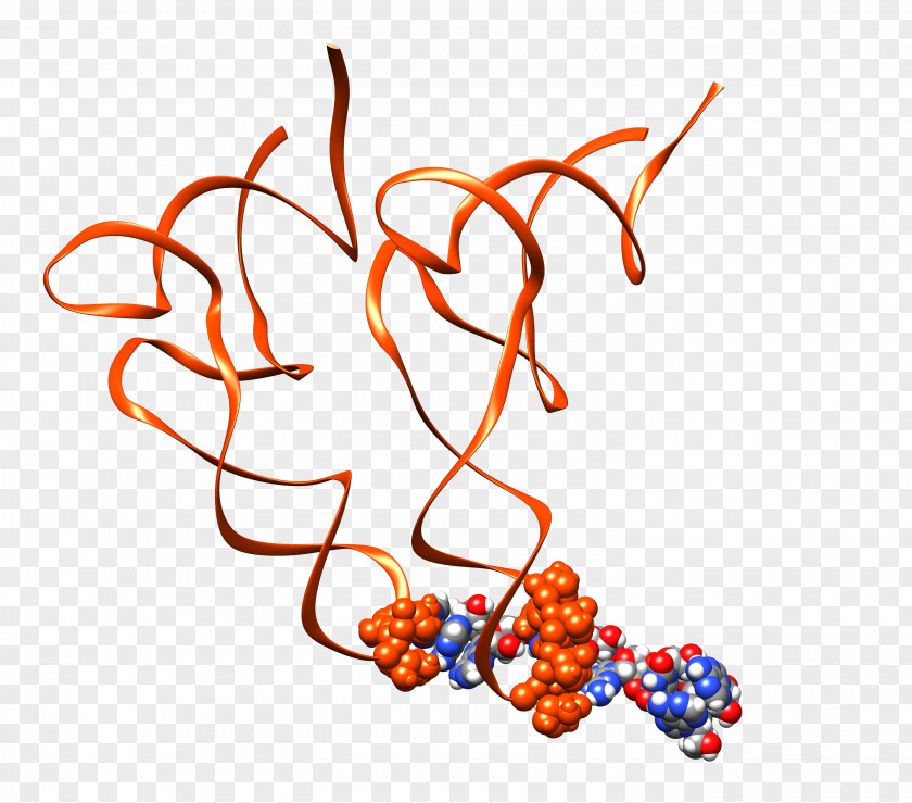 Start Codon Ribosome Transfer RNA Cell Ribosomal Protein PNG