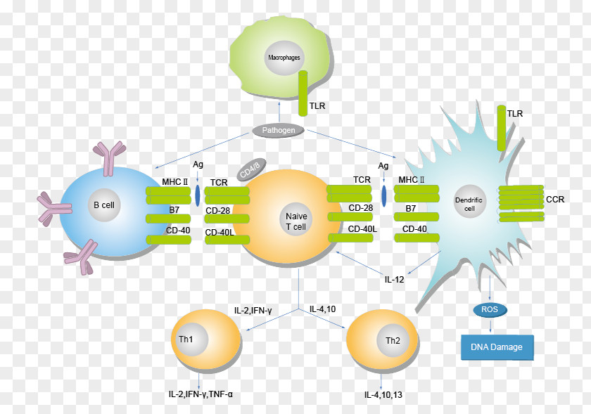 Technology Graphic Design Brand Diagram PNG