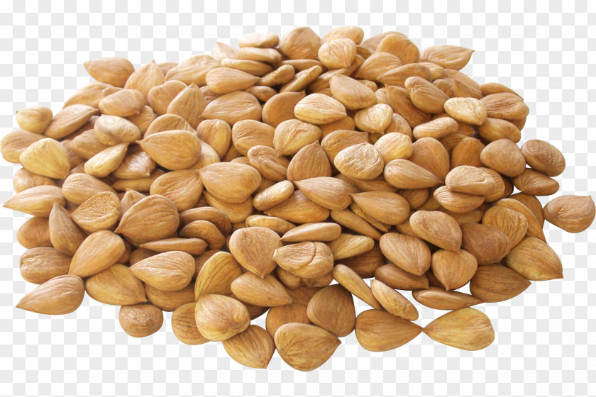 Almond Apricot Kernel Nut Seed PNG
