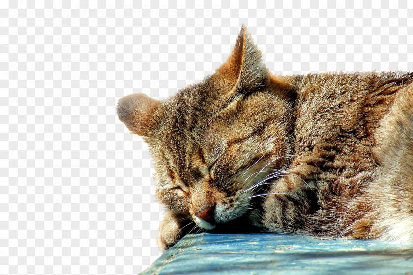 Cat Tabby Kitten Sleep Felidae PNG