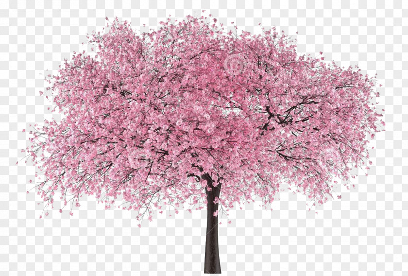 Cherry Tree PNG