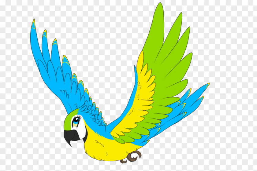 Feather Macaw Beak Parakeet Clip Art PNG