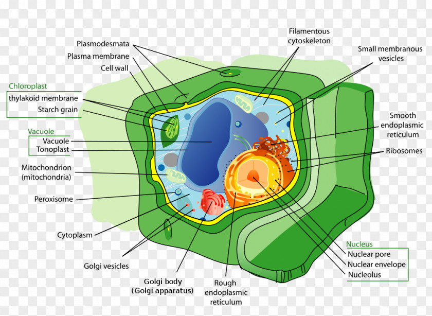 Prokaryote Cliparts Plant Cell Animal Organelle PNG