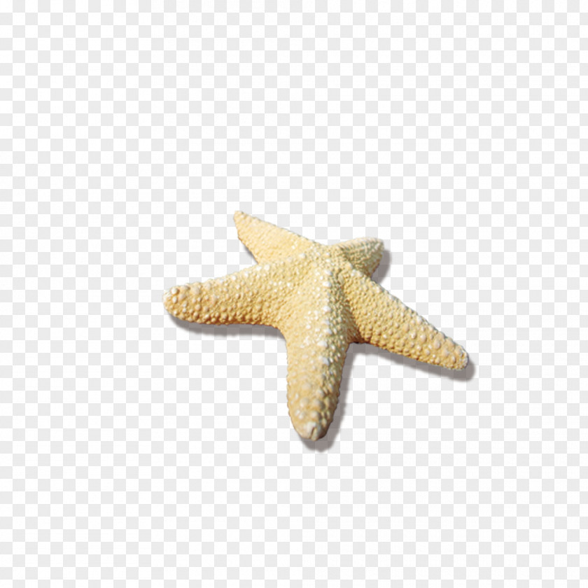 Sea Stars Starfish PNG