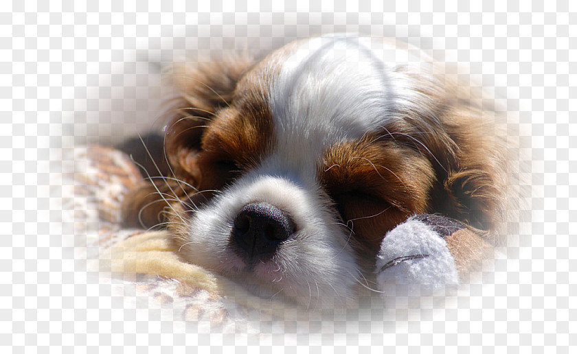 Cavalier King Charles Spaniel Puppy Cavachon Dog Breed PNG