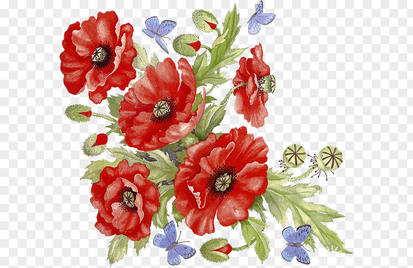 Common Poppy Image Illustration PNG