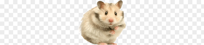 Hamsters PNG clipart PNG
