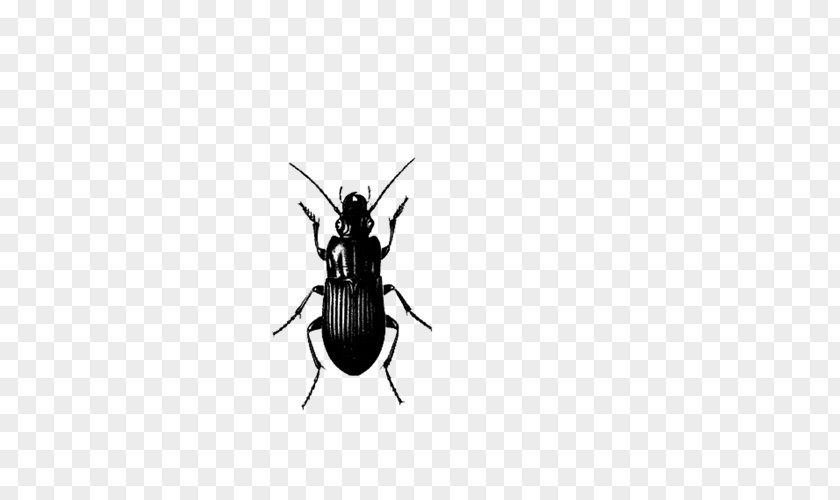 Insect Pest Control Cockroach PNG
