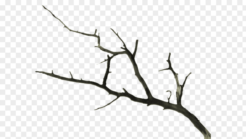 Tree Twig Branch Dream PNG