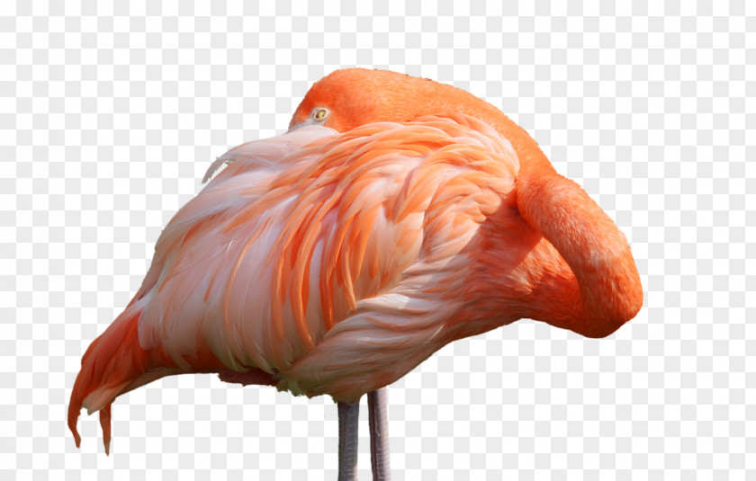 Flamingo Water Bird DeviantArt PNG