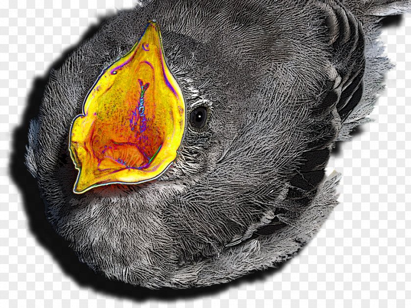 Hawaii Bird Beak Snout Close-up PNG