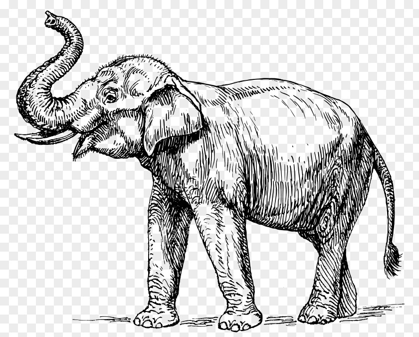 India Indian Elephant Elephantidae Tusk Clip Art PNG