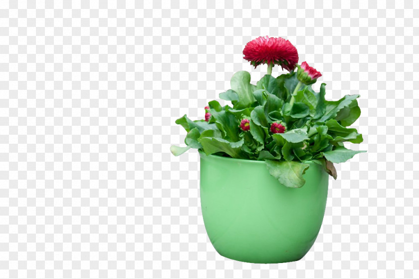 Safflower Plants Green Red Google Images PNG