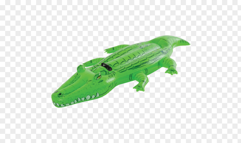 Crocodile Alligator Swimming Pool Animal PNG