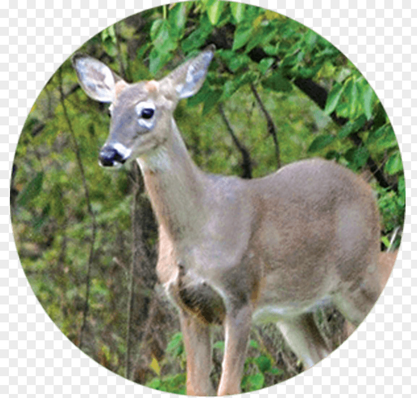 Deer White-tailed Tree Health Garden PNG